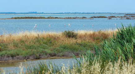 Flamingo in Park of Po River, Italy.