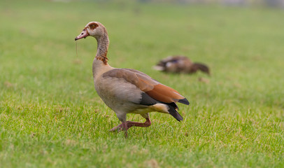 Nilgans auf einer Wiese