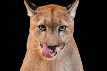 Cougar close-up licking it's lips