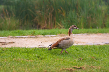Nilgans auf einer Wiese