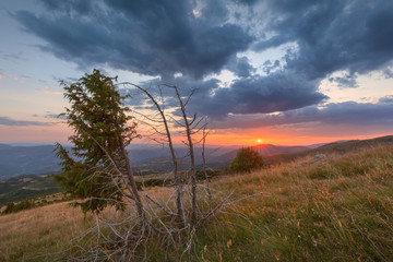 Juniper tree on mountain with beautiful sunset in background