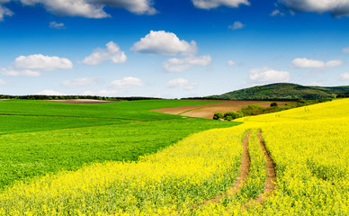 Yellow oilseed rape field under the blue sky with sun