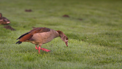 Nilgans auf einer Wiese