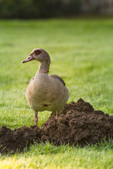 Nilgans auf einer Wiese