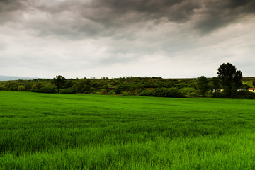 Green field