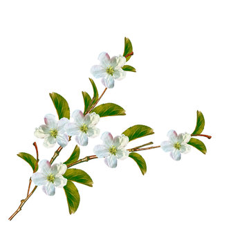 Flowering branch of apple isolated on a white background. Spring Flower.