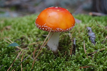 bright orange inedible fly agaric mushroom with white spots