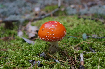 bright orange inedible fly agaric mushroom with white spots