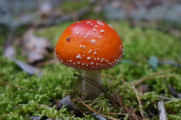 bright orange inedible fly agaric mushroom with white spots