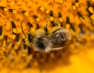 a bee on a flower of a sunflower