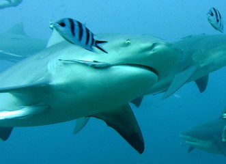 bull shark
