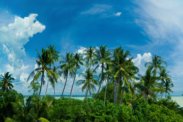 Fototapeta na wymiar tropical beach with palms