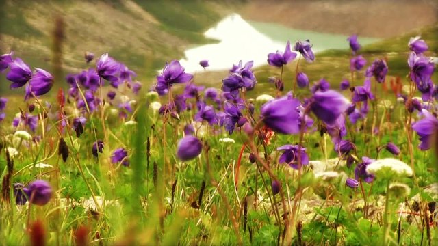 Blue aquilegia flowers swaying in the wind on the back of high rocky mountains