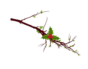 Holy Leaf Branch Vector - Christmas background
