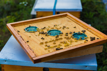 ul pasieka © FOTOWAWA