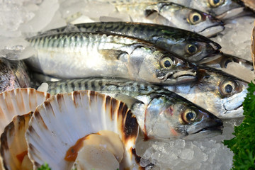Mackerel
