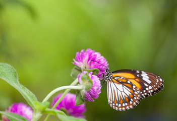Obraz premium Motyl malajski tygrys danaus affinis zbierający nektar z kwiatów i owadów zapylających w naturze