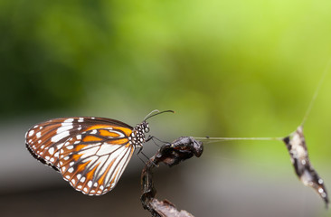 Malay tiger danaus affinis butterfly close up in the nature