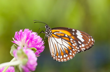 Malay tiger danaus affinis butterfly collecting nectar from flower and insect pollinator in the nature