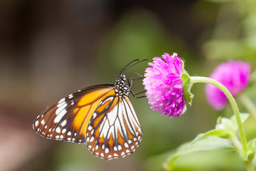 Malay tiger danaus affinis butterfly collecting nectar from flower and insect pollinator in the nature