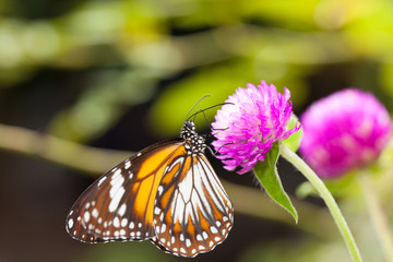 Malay tiger danaus affinis butterfly collecting nectar from flower and insect pollinator in the nature