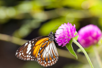 Malay tiger danaus affinis butterfly collecting nectar from flower and insect pollinator in the nature