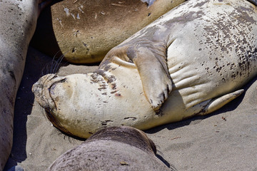 Northern Elephant Seal