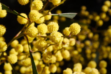 Fototapeta premium Australian Wattle Blossom
