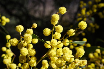 Yellow Wattle Tree Blossom