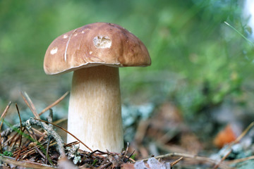 big cep growing in wood