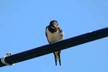 Barn swallow, Zagyvarekas, Hungary