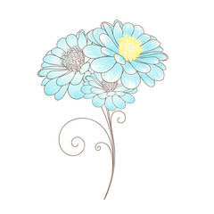 Hand drawing flower zinnia. Element for design.