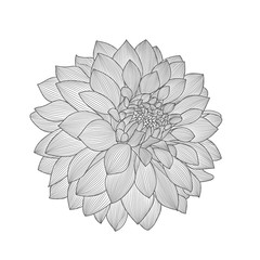 Monochrome floral background. Hand drawing flower dahlia. Element for design.