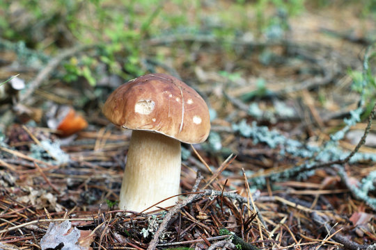 big mushroom grow in wood