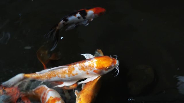 Hungry koi fish swim in a large pond. 4K
