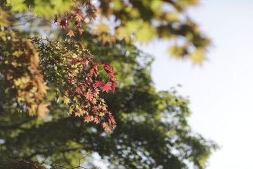 紅葉