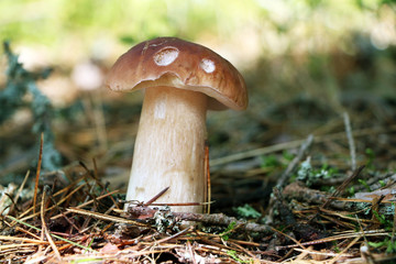growing big cep in wood