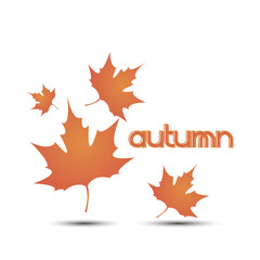Autumn leaves leaf vector background fall white illustration yellow nature design