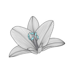 Abstract  monochrome hand-drawn  flower lily. Element for design.