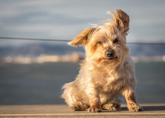 Funny dog with curiosity expression. Copy space, blurred nautical background. Doggy hairy ear...