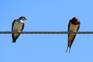 Barn swallows, Zagyvarekas, Hungary
