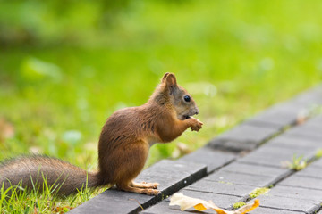 Squirrel on the grass