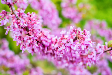 Obraz premium Close up of violet blossoming Cercis siliquastrum