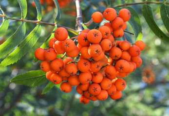 A bunch of red ashberry in autumn.