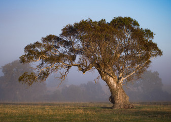 Gum Tree in the field