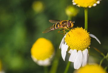 Obraz premium A bee on a Matricaria gathers nectar