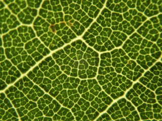 The food is made by photosynthesis. Leaves vary in size and shape, divided into two major types, according to different characteristics.