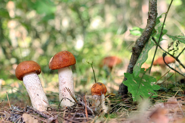 many orange-cap boletus