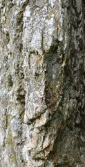 Detail Duloe Stone Circle Cornwall
