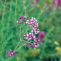 Fototapeta premium Душица обыкновенная (Origanum)